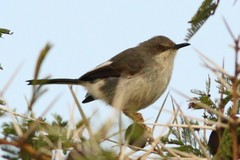 Apalis karamojae