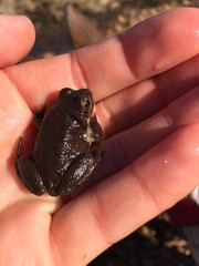 Pseudacris streckeri