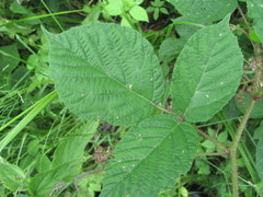Rubus hirtus