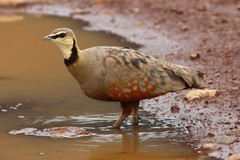 Pterocles gutturalis