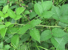 Rubus hirtus