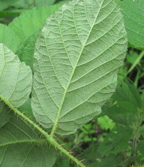 Rubus hirtus