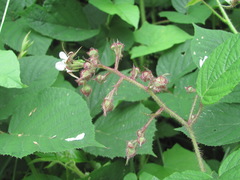 Rubus hirtus