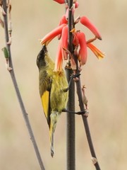 Drepanorhynchus reichenowi