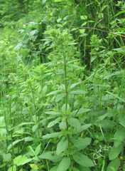 Lysimachia punctata