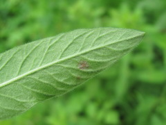Lysimachia punctata