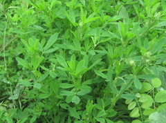 Medicago × varia