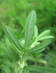 Medicago × varia