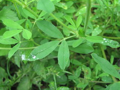 Medicago × varia