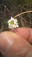 Phyllopodium rustii