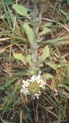 Phyllopodium rustii