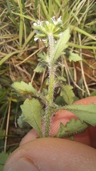Phyllopodium rustii