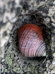 Littorina saxatilis