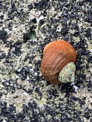 Littorina saxatilis