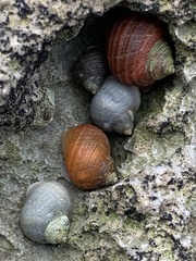 Littorina saxatilis