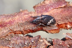Oxyops fasciatus