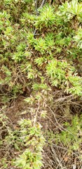 Pultenaea involucrata