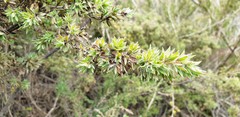 Pultenaea involucrata