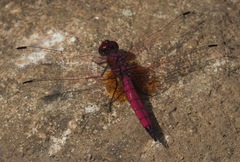 Trithemis selika