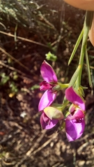 Polygala ericifolia