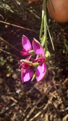 Polygala ericifolia