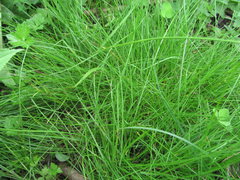 Poaceae