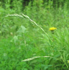 Poaceae