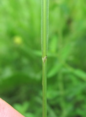 Poaceae