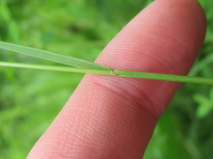 Poaceae