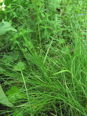 Poaceae