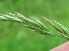 Poaceae