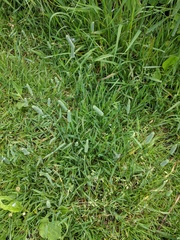 Phleum bertolonii