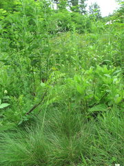 Poaceae