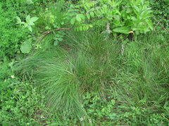 Poaceae