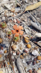 Drosera callistos