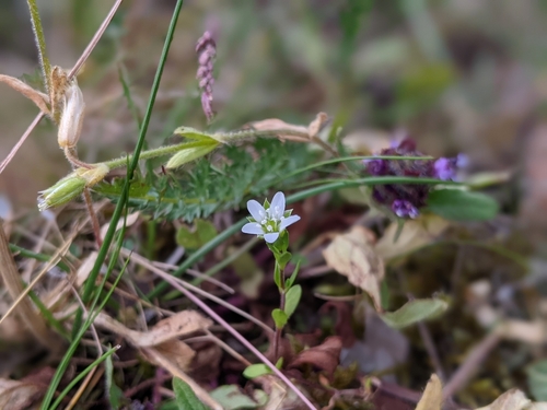 Arenaria gothica