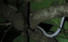 Lycodryas granuliceps