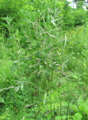 Poaceae