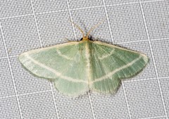 Mixocera latilineata