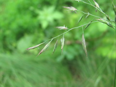 Poaceae