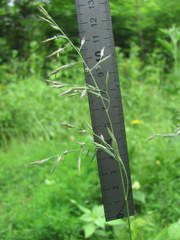 Poaceae