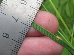 Poaceae