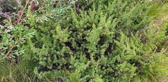 Pultenaea involucrata