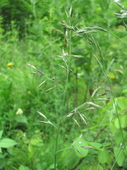 Poaceae