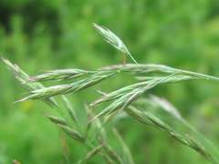 Poaceae