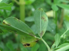 Medicago