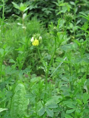Medicago