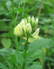 Medicago