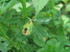 Medicago
