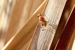 Meiosimyza appula